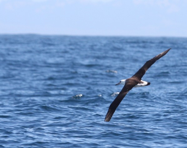 Laysan Albatross